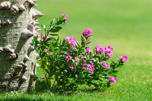 Plants That Actually Survive Salt and Wind in Newport County