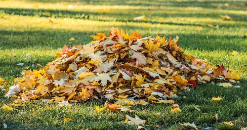 When to Do a Fall Cleanup in Rhode Island (and Why Waiting Costs You)