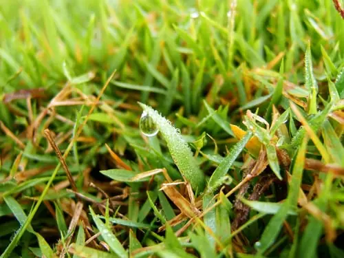 Mowing Height Is the Cheapest Lawn Upgrade You're Not Using