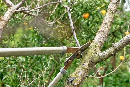 Tree Trimming